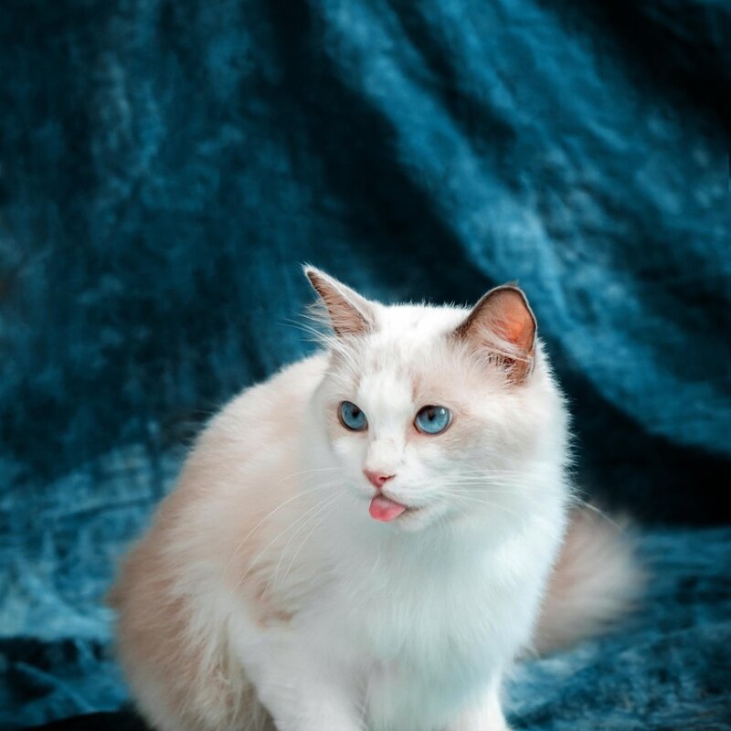 Ragdoll chat pelage mi-long soyeux