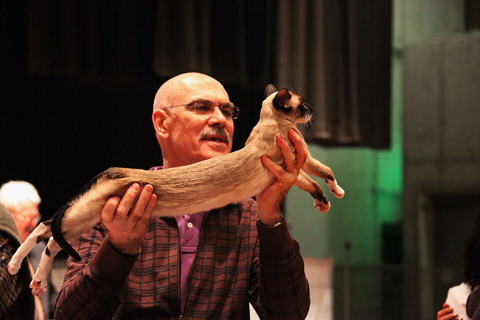 Chat Siamois en exposition féline