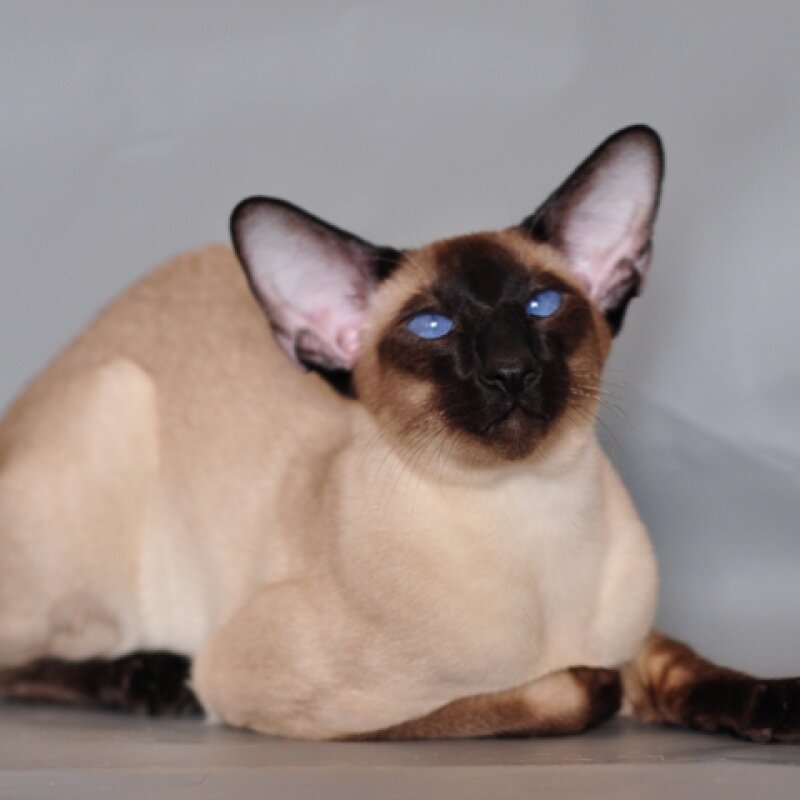 Chat Siamois classique seal point