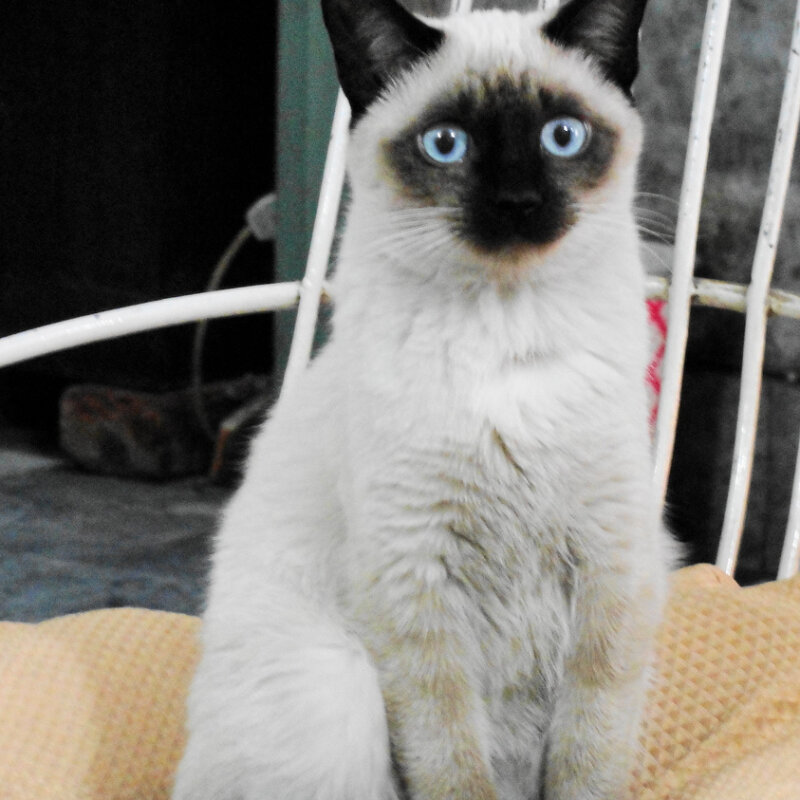 Chatte Siamoise aux yeux bleus