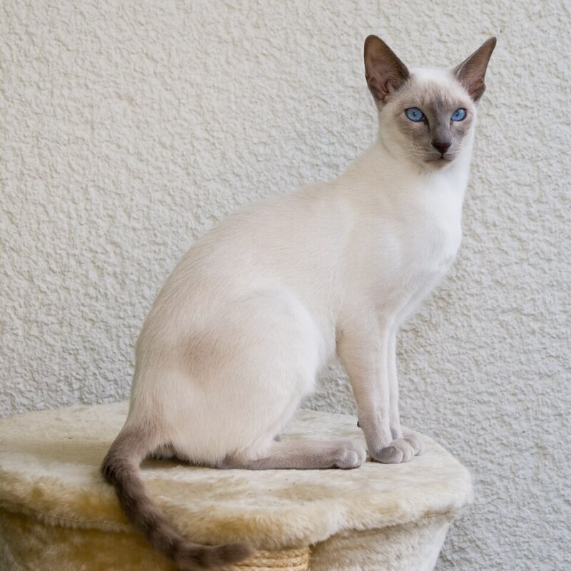 Chat Siamois lilac point assis