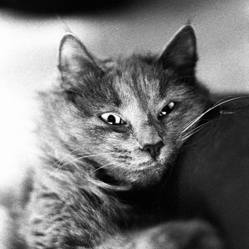 Chat des forêts norvégiennes roux