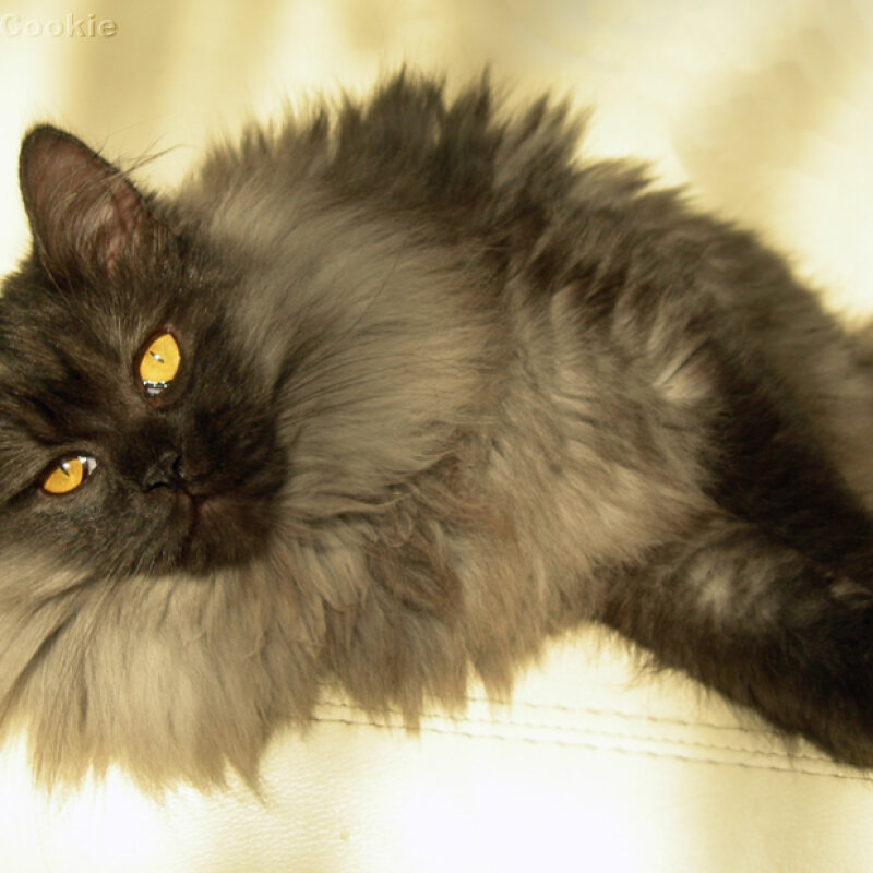 Portrait de Chat norvégien