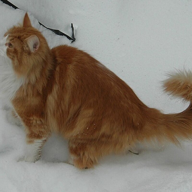 Chat des forêts norvégiennes gros plan