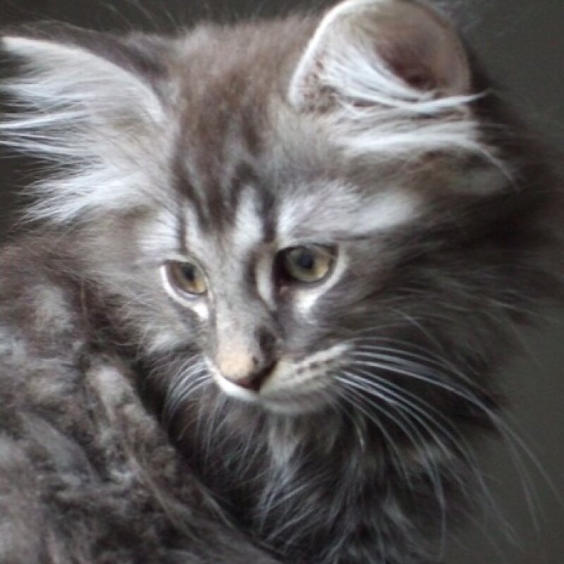 Chat norvégien joueur