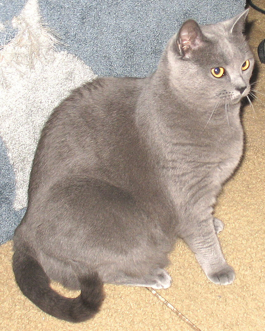 Chartreux chat morphologie pelage bleu-gris