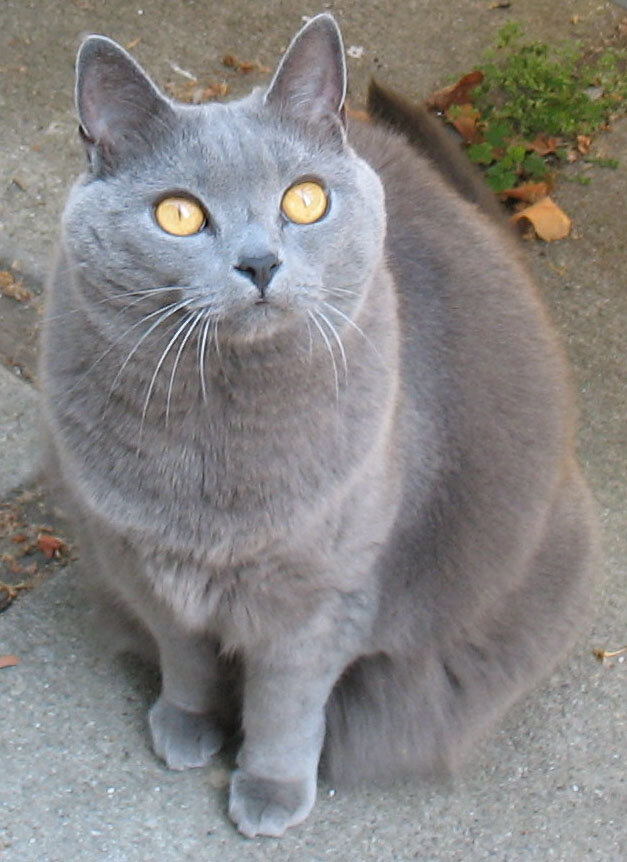 Chartreux caractère calme et affectueux