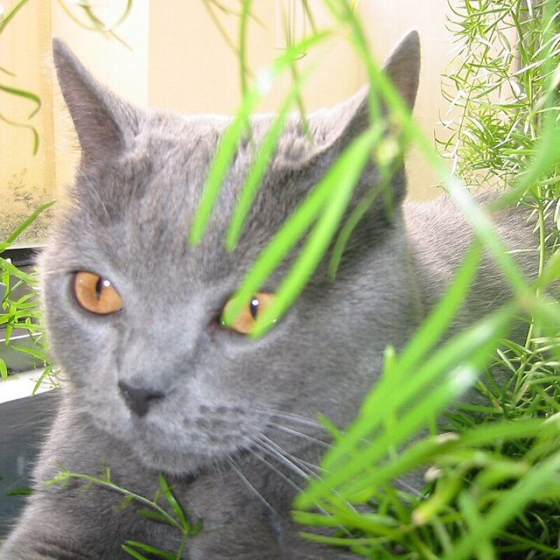 Chartreux chat photo galerie