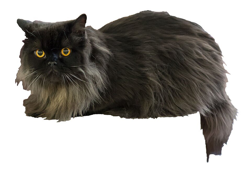 British Longhair santé robuste