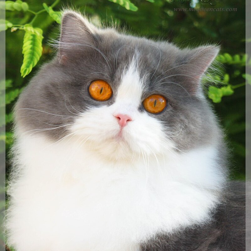 British Longhair galerie photos