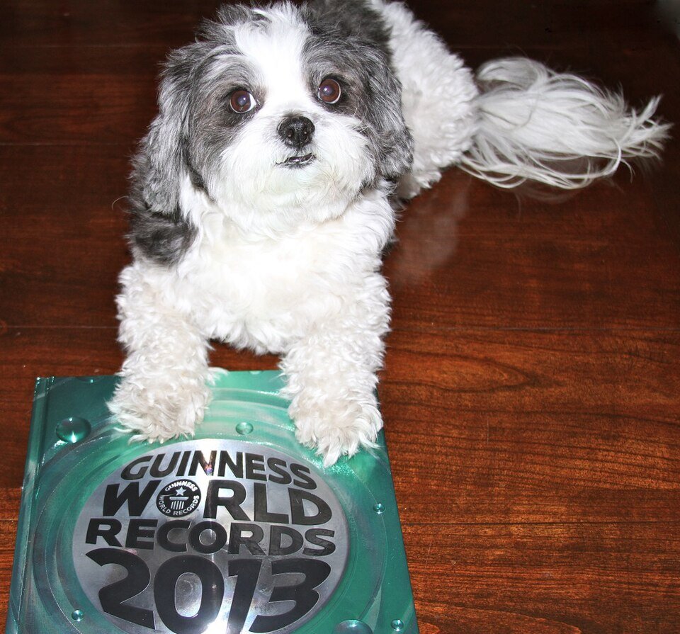 Coton de Tuléar santé robuste