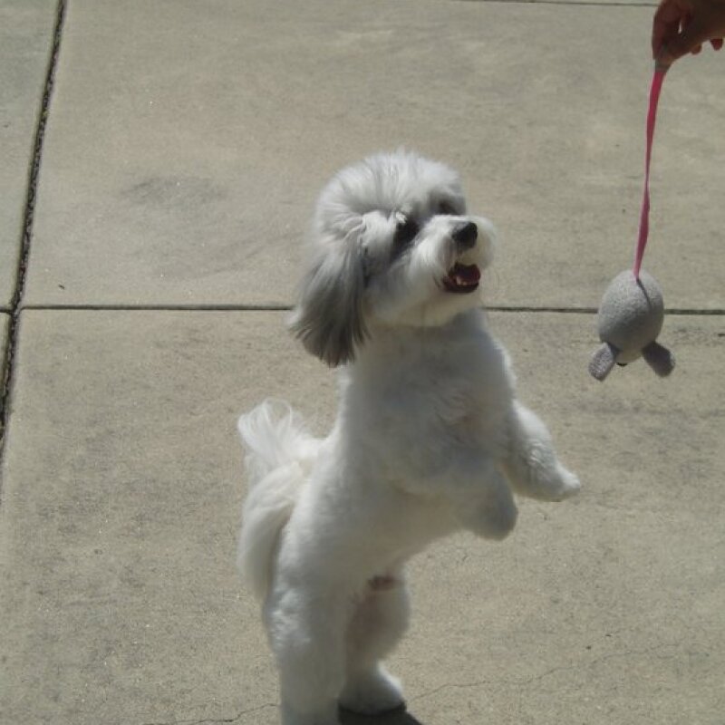 Coton de Tuléar galerie photos