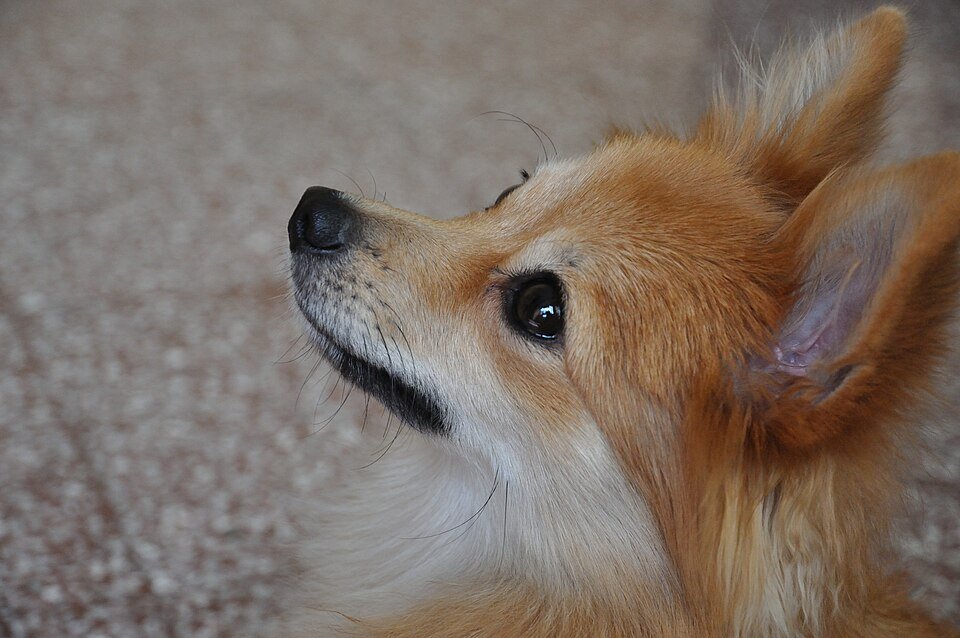 Spitz Nain morphologie pelage dense