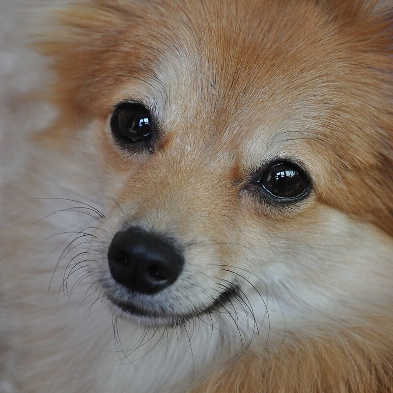 Spitz Nain galerie photos