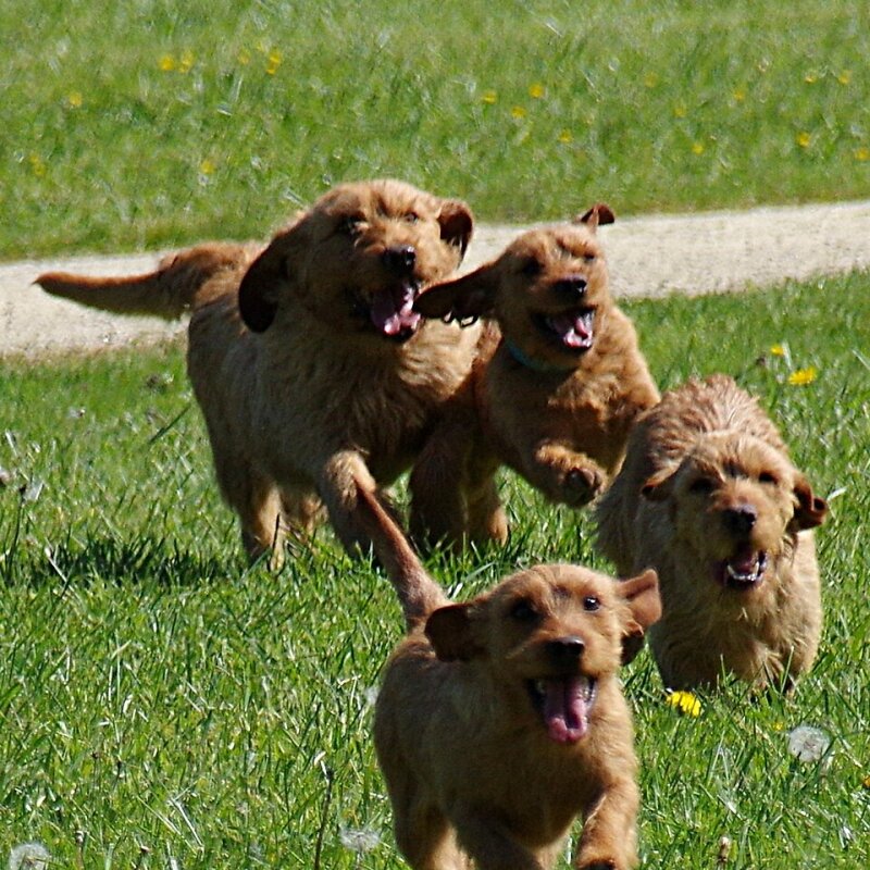 Basset Fauve de Bretagne galerie