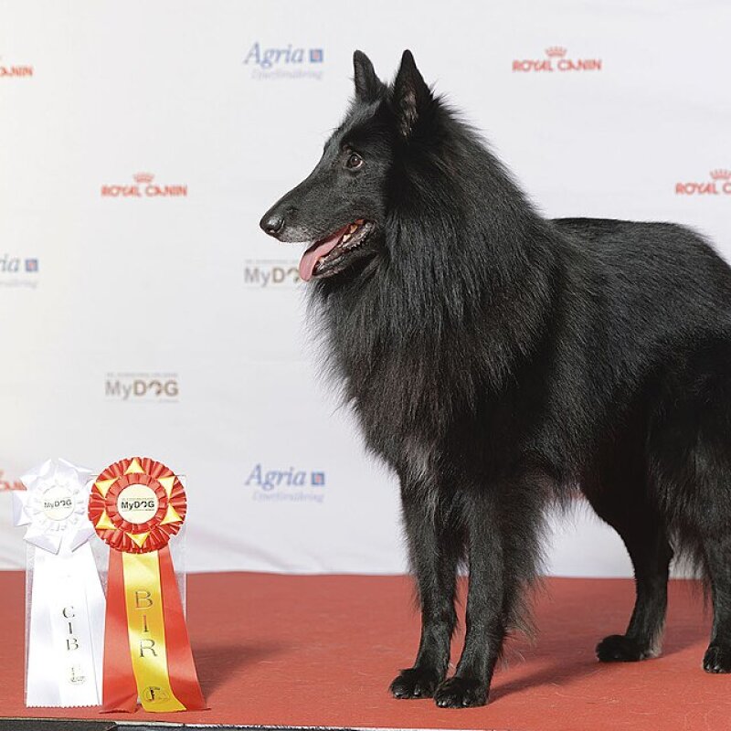Berger Belge Groenendael dans la nature