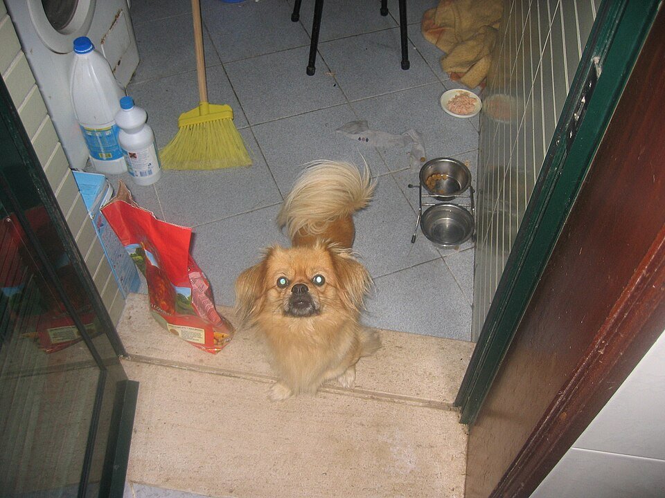 Tibetan Spaniel au pelage soyeux