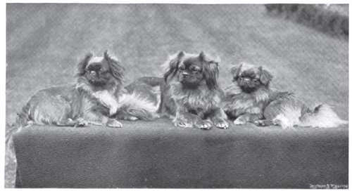 Portrait d'Épagneul Tibétain