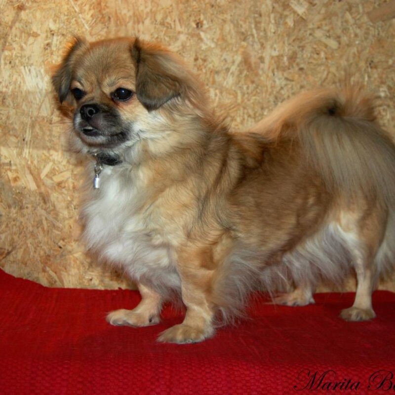 Épagneul Tibétain dans la nature