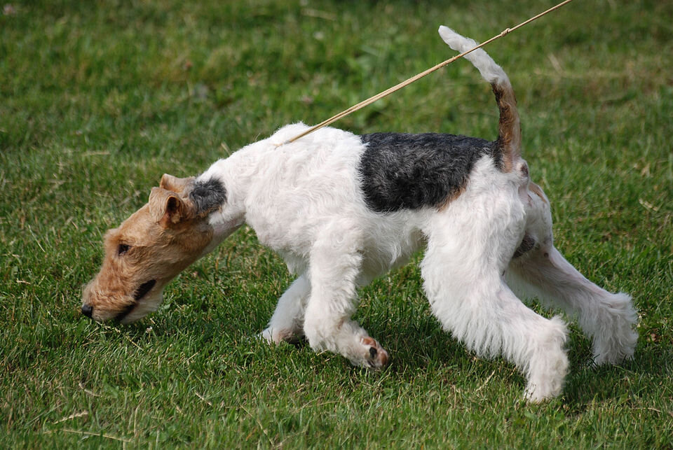Portrait de Fox-Terrier à Poil Dur