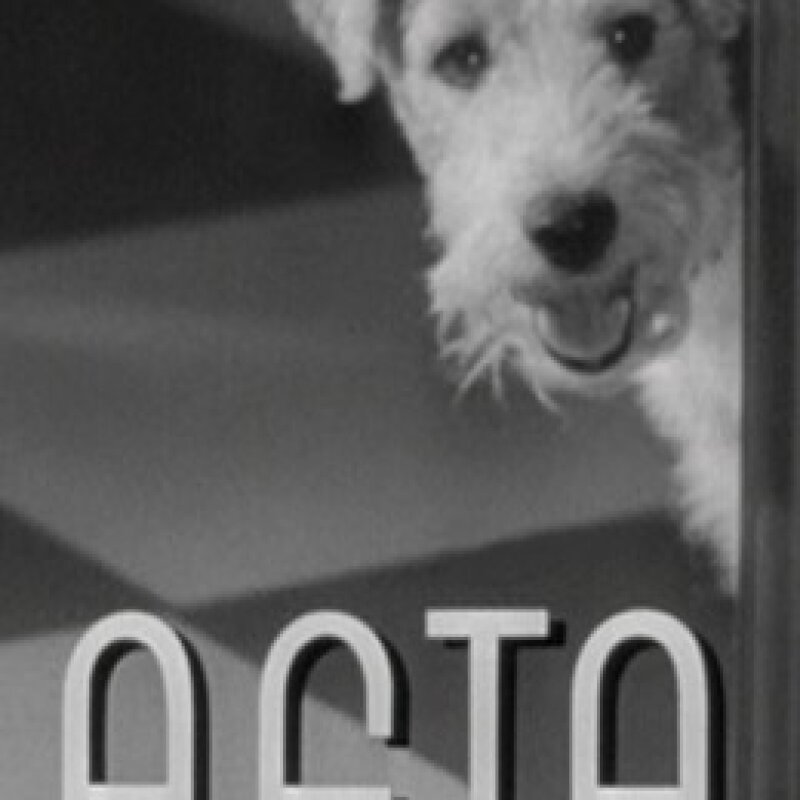 Fox-Terrier à Poil Dur en promenade