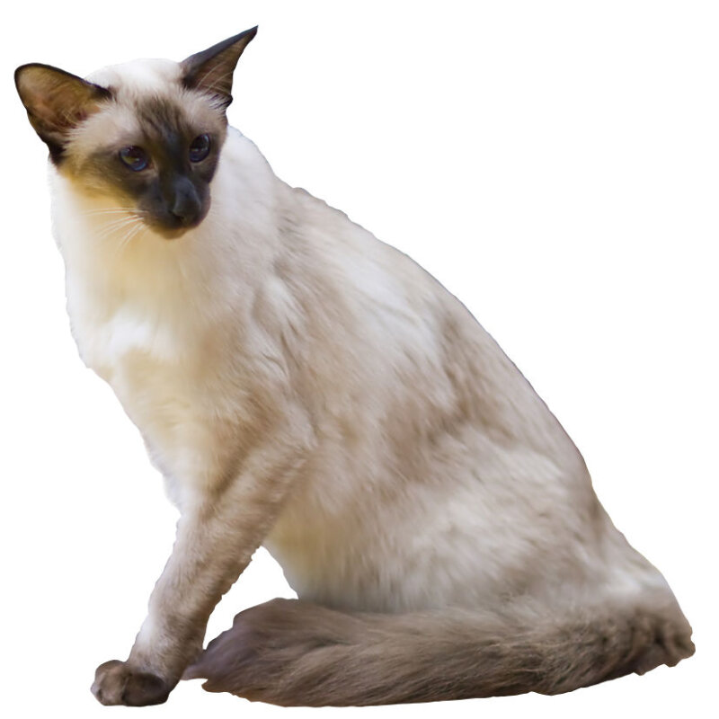 Balinais au pelage soyeux