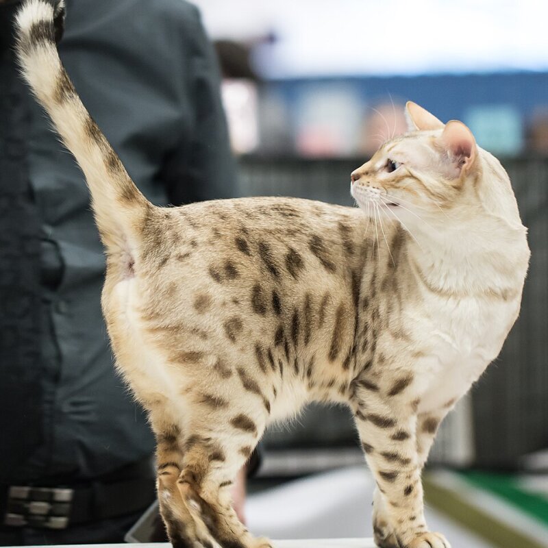 Bengal au pelage glitter