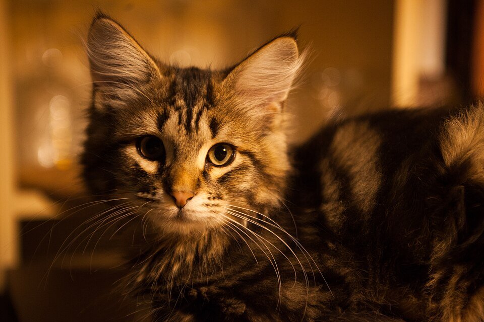 Chat de Sibérie en extérieur