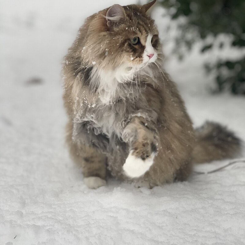 Sibérien au regard doux
