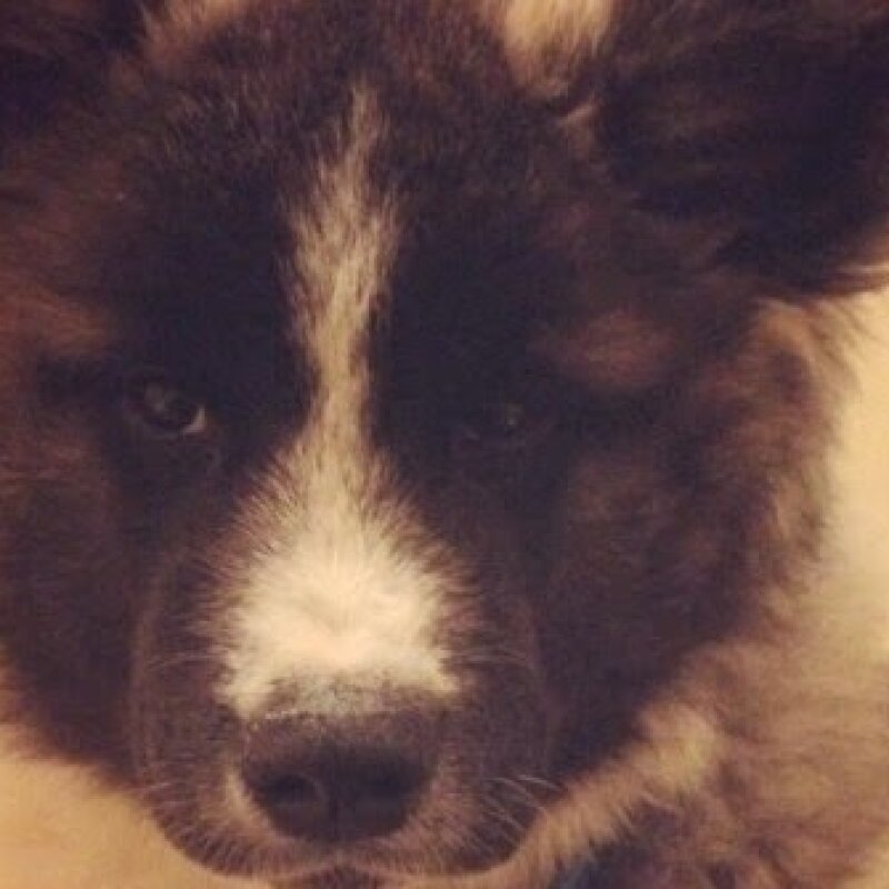 Akita Américain en promenade