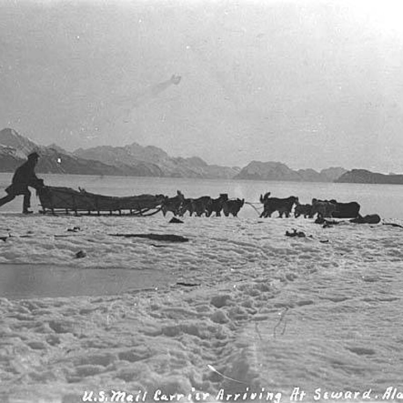 Alaskan Husky galerie photo