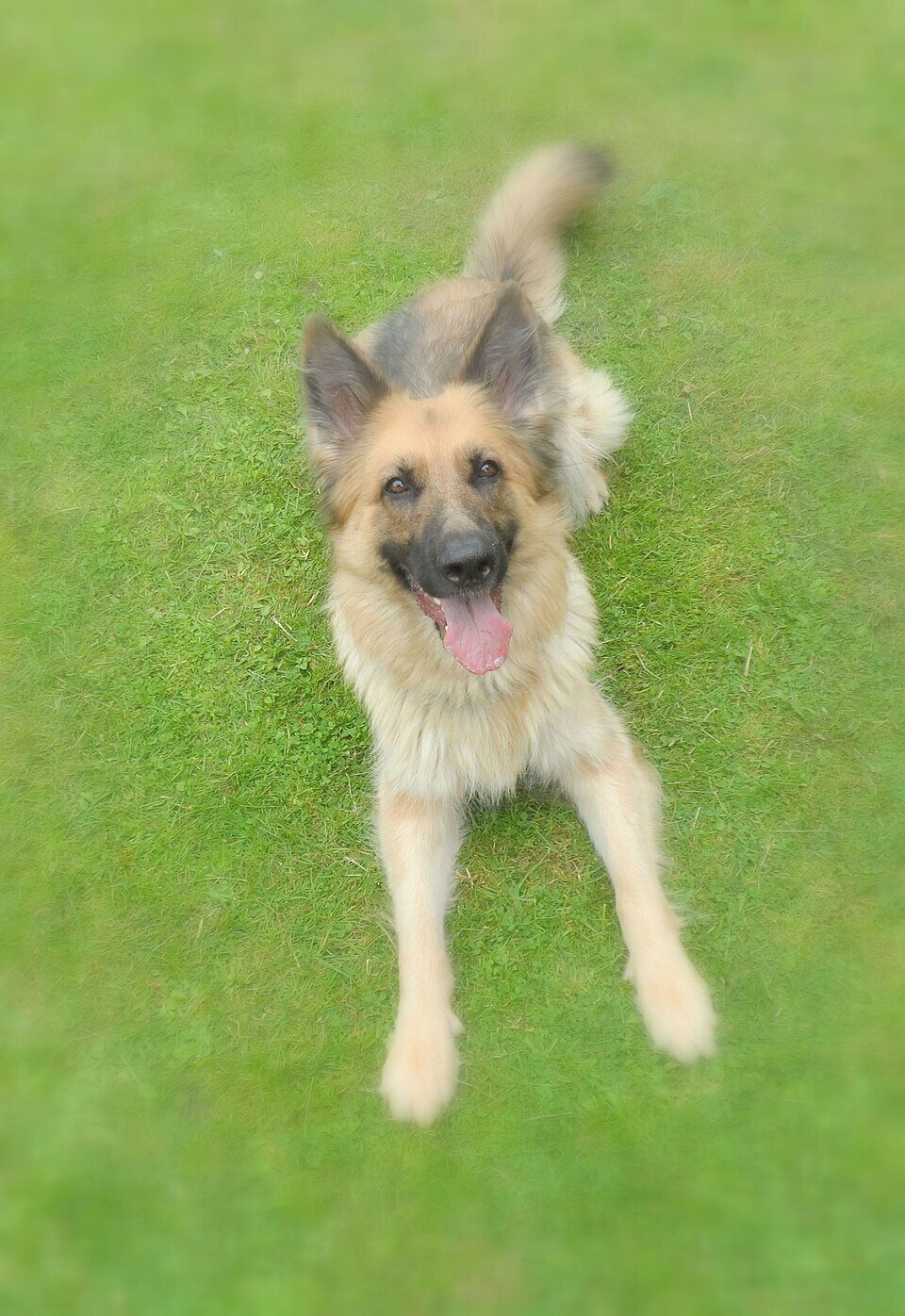 Altdeutscher Schäferhund santé