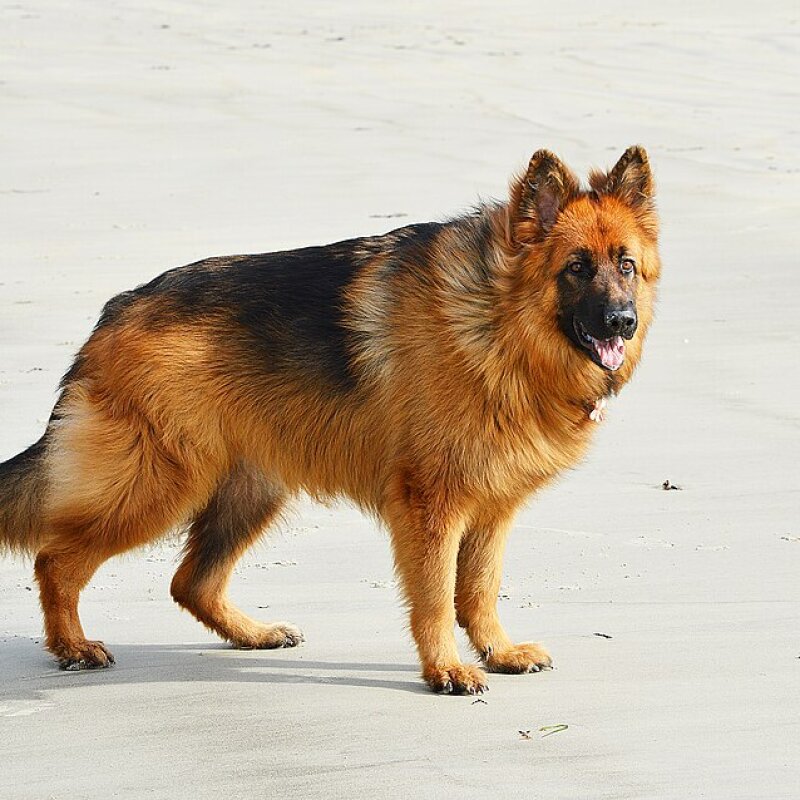 Altdeutscher Schäferhund galerie