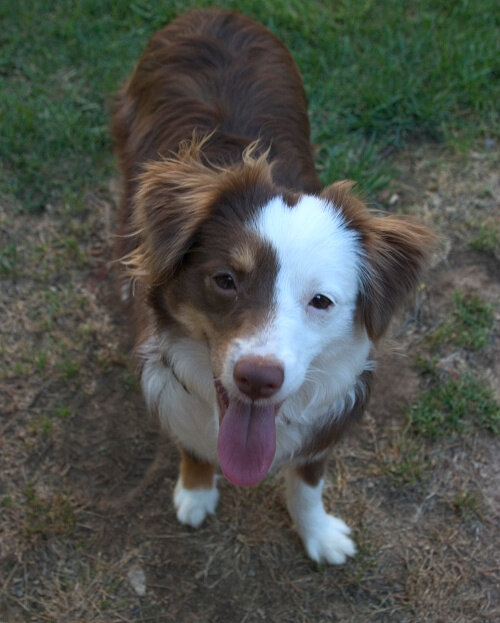 Berger Américain Miniature caractère