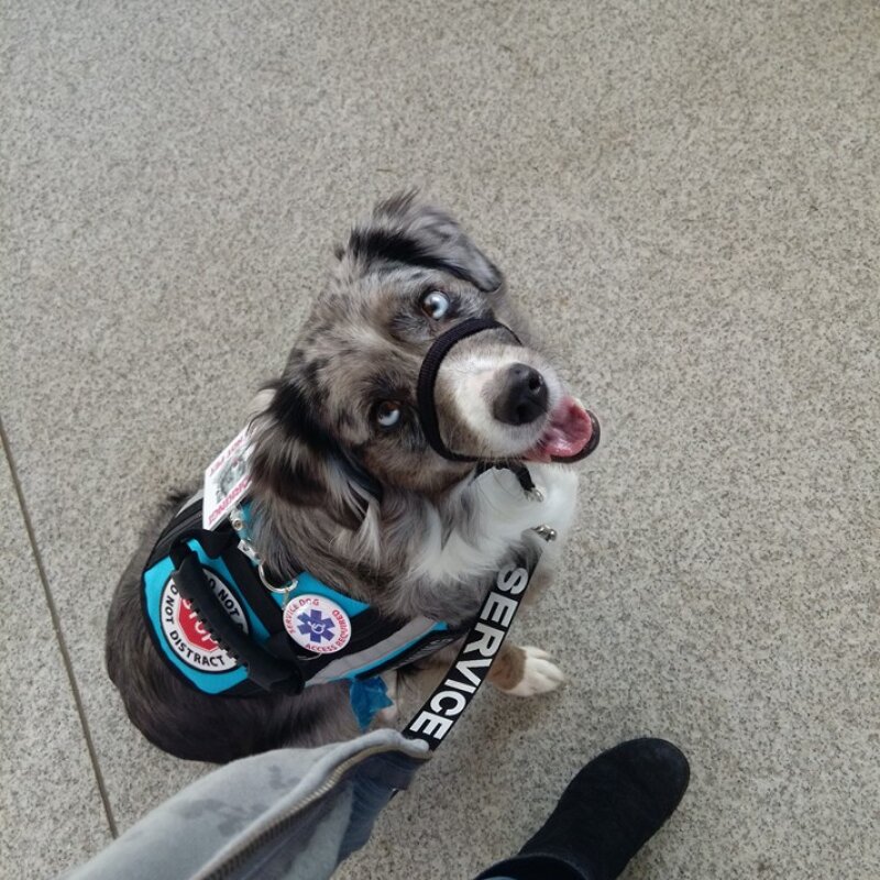 Berger Américain Miniature galerie