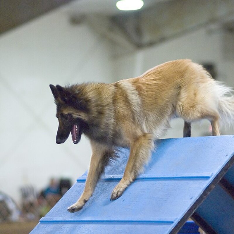 Berger Belge Tervueren galerie