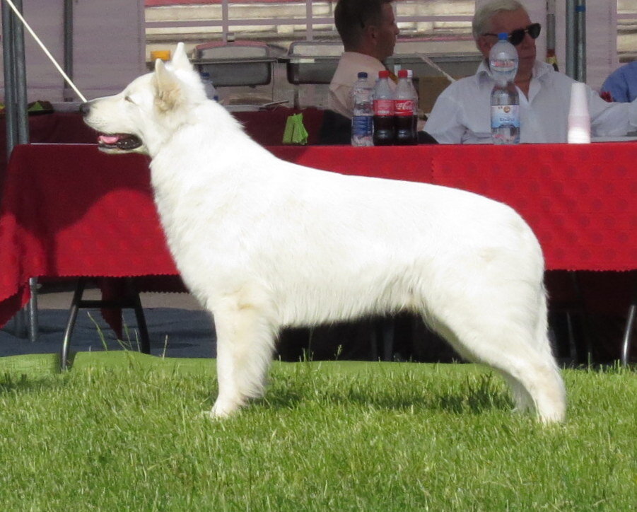 Berger Blanc Suisse santé