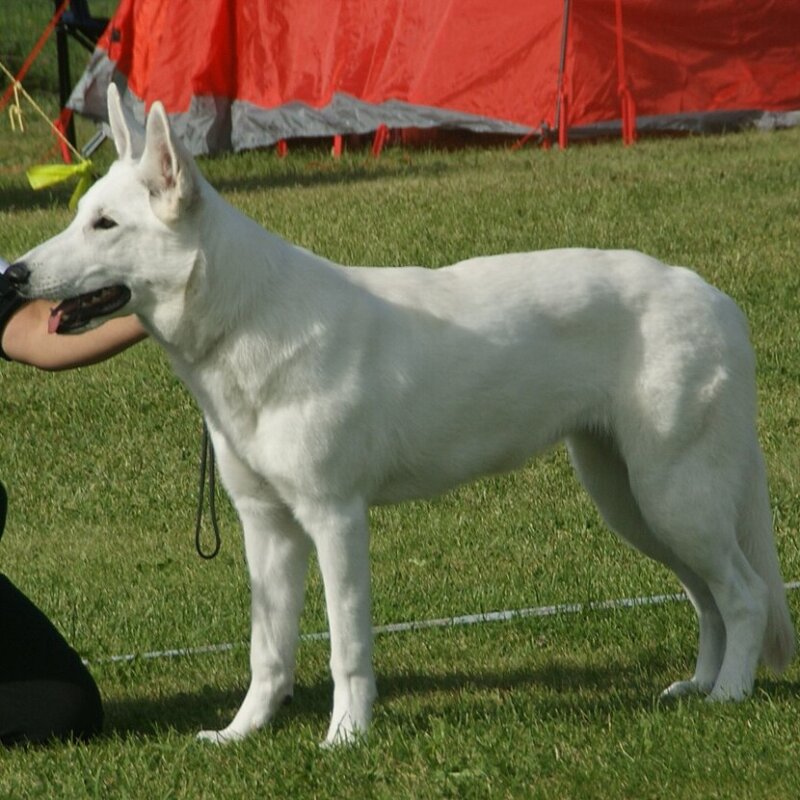 Berger Blanc Suisse galerie