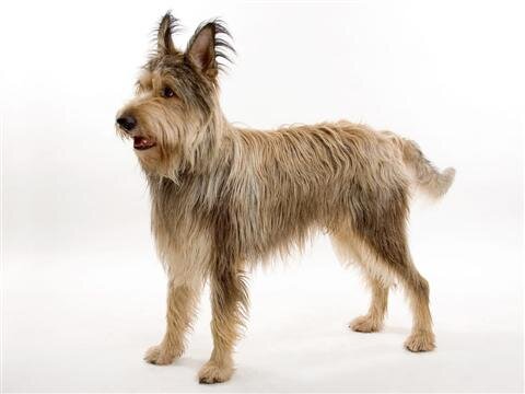 Berger Picard alimentation