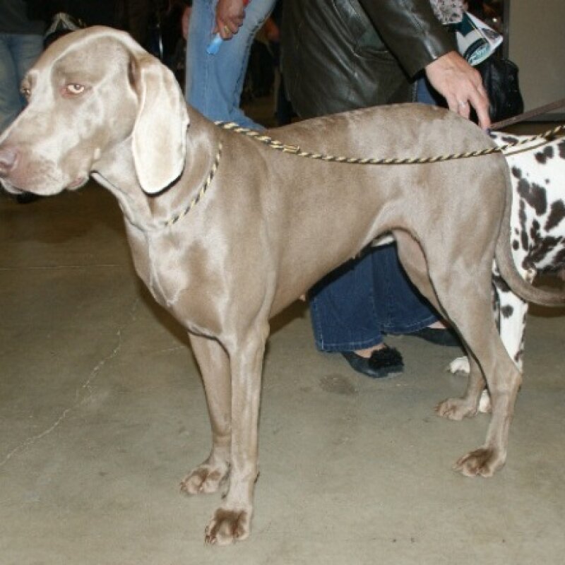 Braque de Weimar couché dans la nature