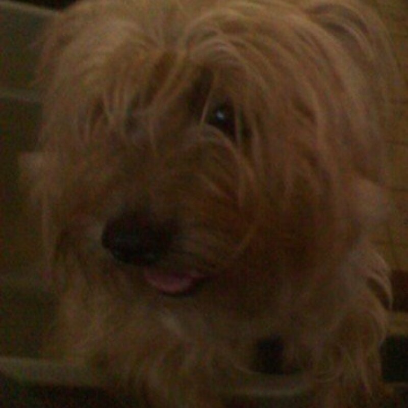 Cairn Terrier au pelage bringé