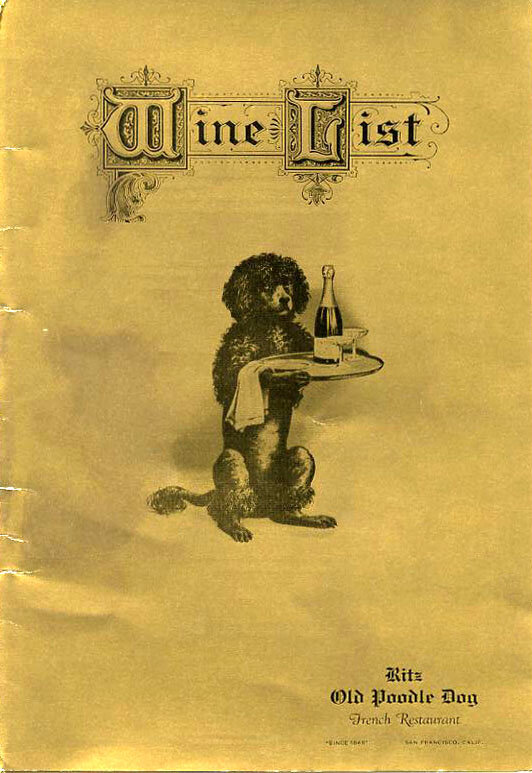 Caniche royal portrait au pelage bouclé