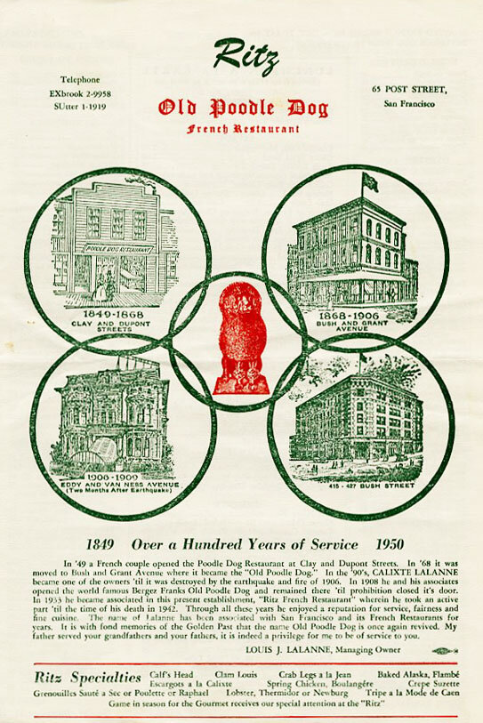 Caniche nain abricot joueur