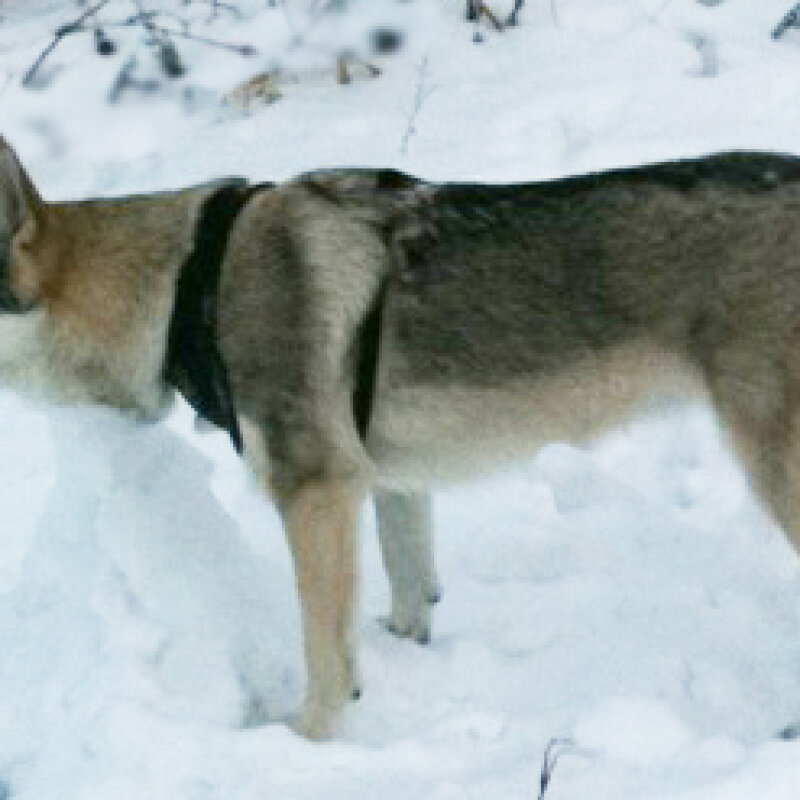 Chien-Loup Tchécoslovaque en forêt