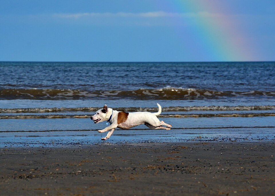 Jack Russell Terrier jouant dans un jardin
