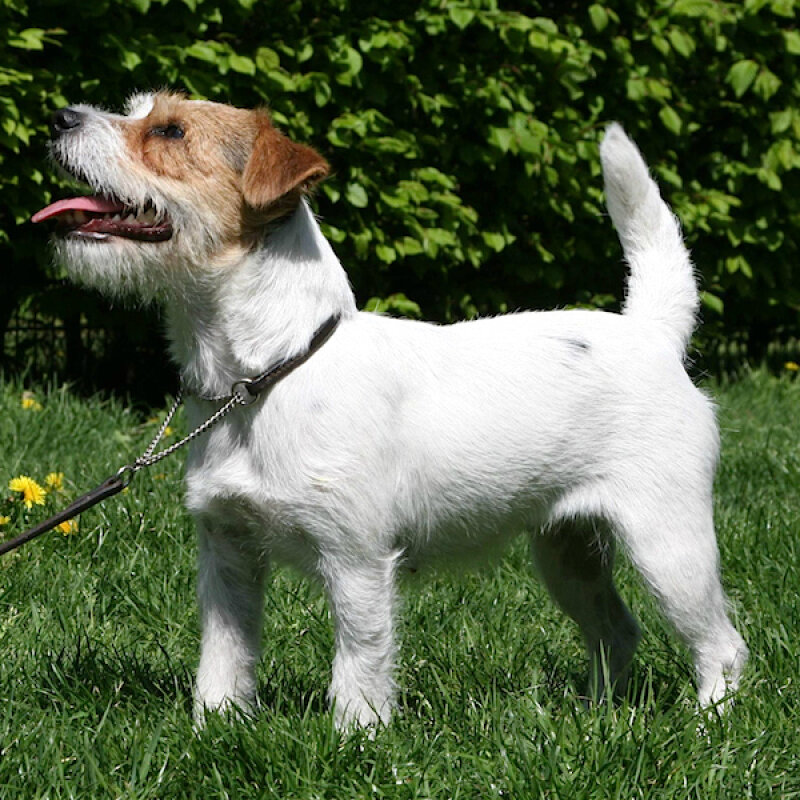 Jack Russell Terrier en pleine course