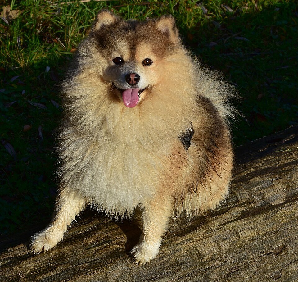 Pomsky portrait husky miniature adorable