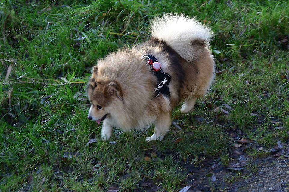 Pomsky joueur dans un jardin