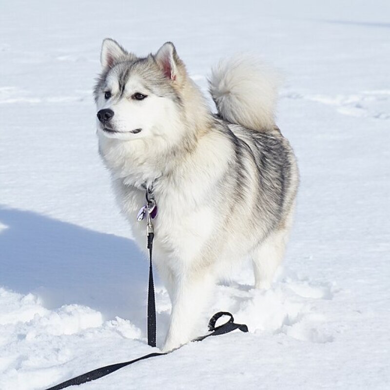 Pomsky au pelage roux et blanc