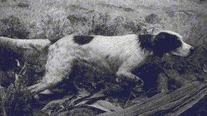 Setter Anglais en arrêt lors de la chasse